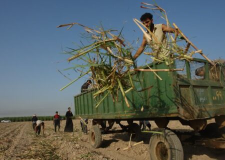 گزارشی از فعالیت نیشکرکاران خوزستان در گرمای خوزستان؛ نیشکر می‌کارند تا شهد و شکر درو کنند